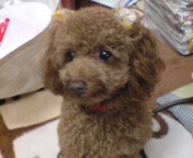 20071107085915.jpg